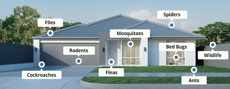 Certified Pest Removal – How We Can Help You
