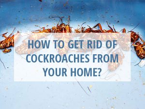 How to Get Rid of Cockroaches from Your Home?