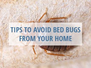 Tips to Avoid Bed Bugs from Your Home